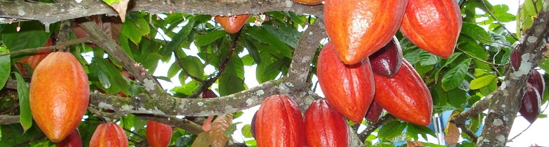 ParÃ¡: chocolate amazÃ´nico