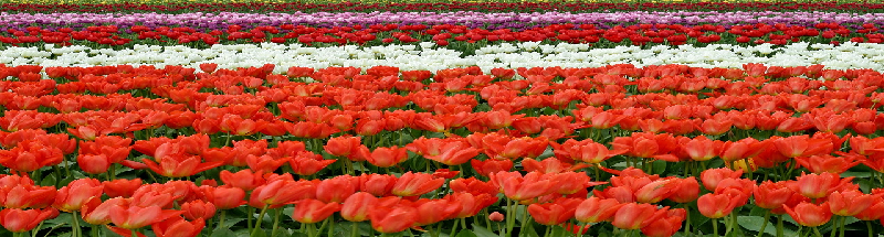 SÃ£o Paulo: Holambra, a cidade das flores