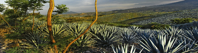 MÃ©xico: a bela Guadalajara