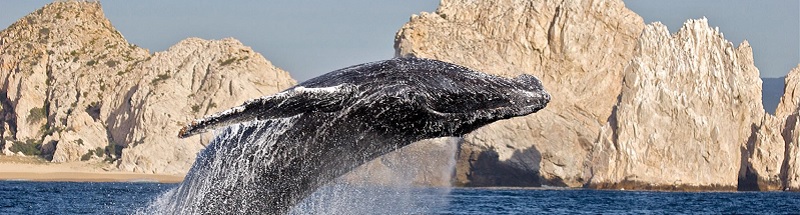 MÃ©xico: conheÃ§a o mar perfeito de Los Cabos