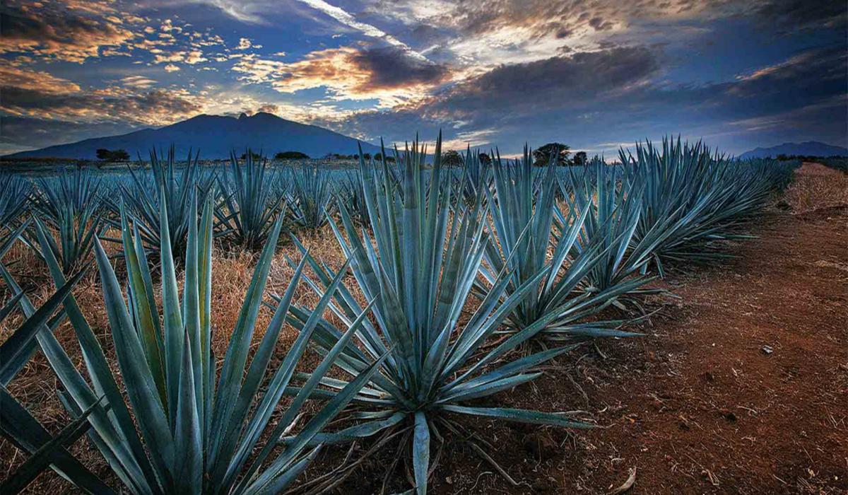 Tequila, Jalisco